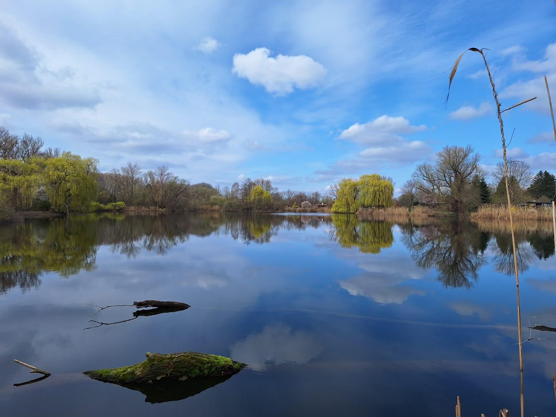 Wüfeler Teich